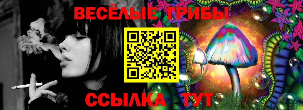 Псилоцибиновые грибы Psilocybine cubensis Канск